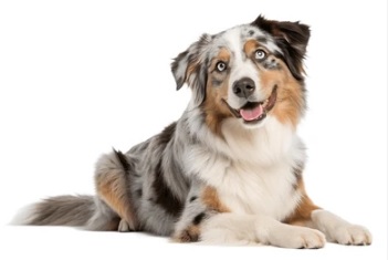 dog-licence-in-lucknow-online-apply
